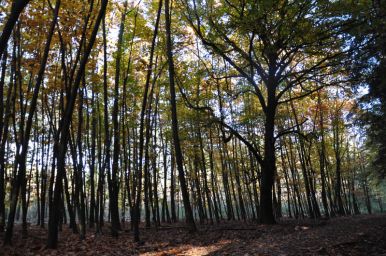 Buergerforum Rembruecken Impressionen Herbst08